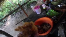 Eating Live Shrimps - Dancing Shrimp (Goong Ten, กุ้งเต้น) in Surin, Thailand. Bizarre Thai foods!