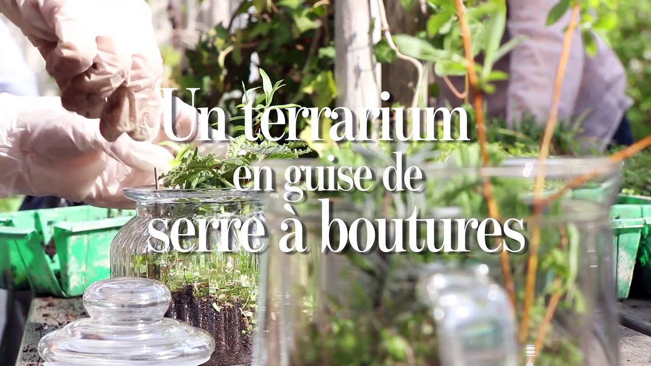 Un terrarium en guise de serre à boutures