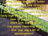 Dog Agility Training 'Tips' - Agility Ladder