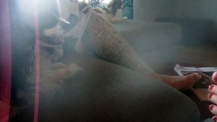 Hauskat koiravideot: Nanan kotijekku