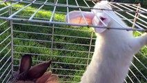 Funny Bunny Video. Interesting Rabbits Playing Outside