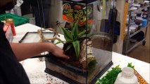 Red Eyed Tree Frog Setup