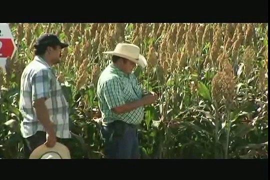 Validación de la práctica de entarquinamiento, para conservación de la humedad del suelo en sorgo de temporal, en Culiacán Sinaloa