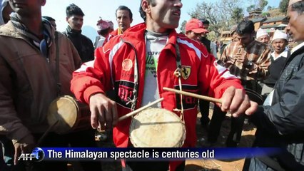 Bullfighting Nepalese style