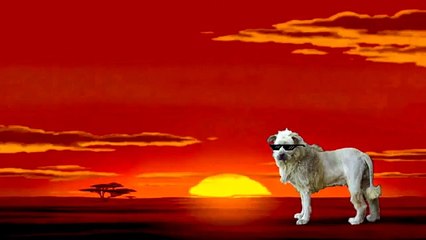 The Lion King - Circle of Life (Buxy Mash up)