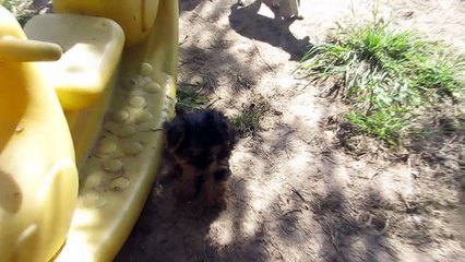 chiots ILYTHIE suite