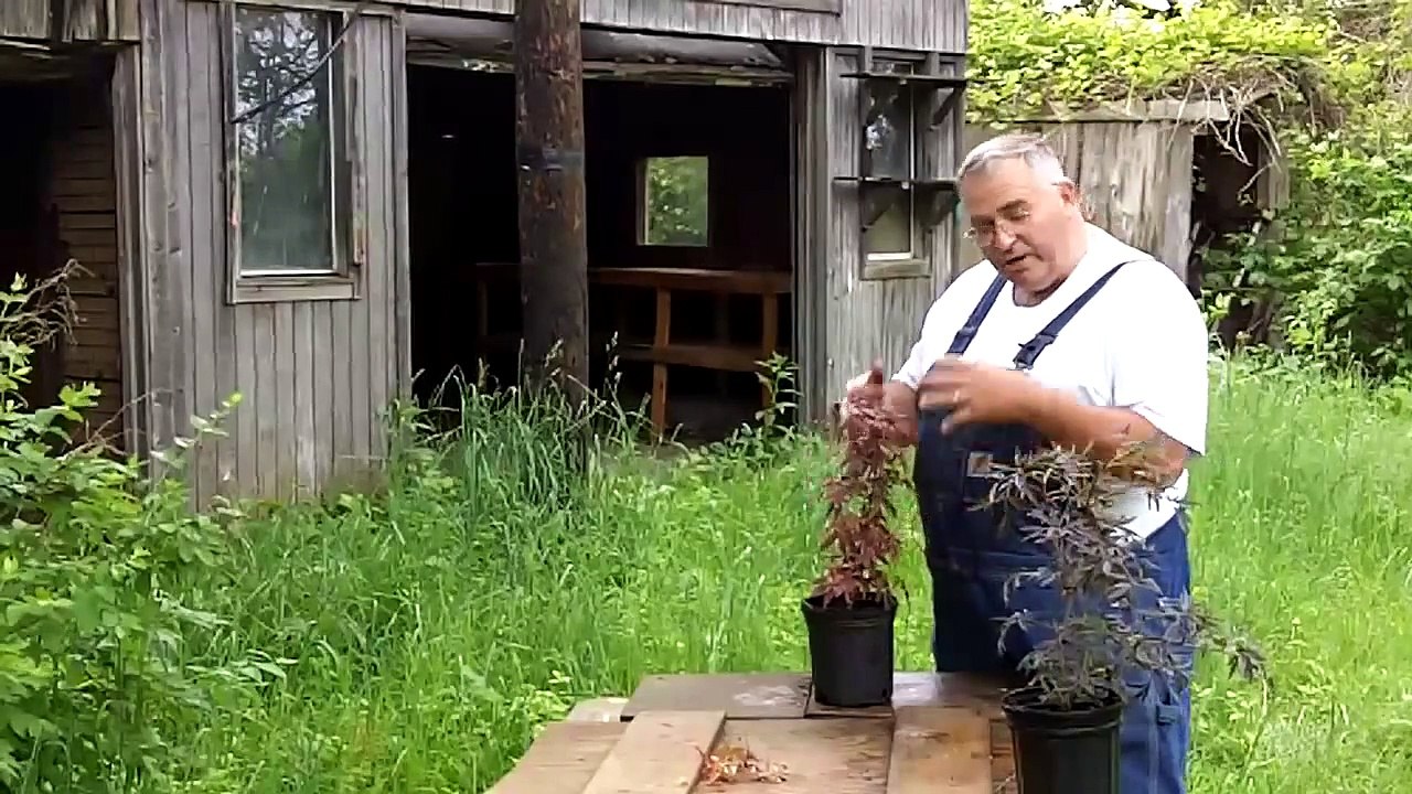 Growing Japanese Maples