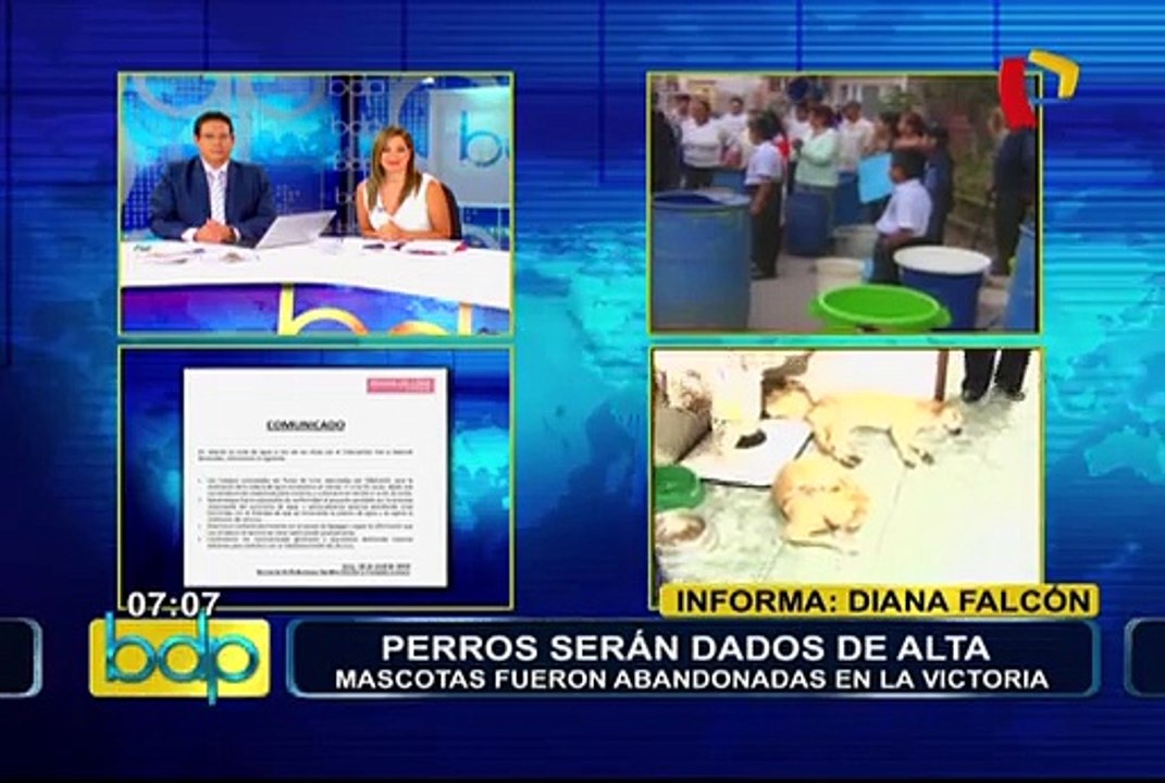 Perros rescatados en vivienda de La Victoria fueron dados de alta (1/2)
