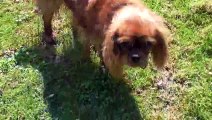 Cavalier king charles Ivanna 16 mois Avril 2015