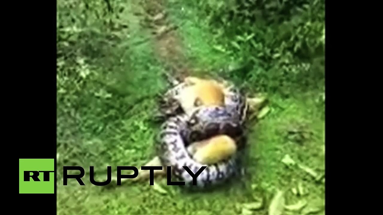 Piton köpeği affetti