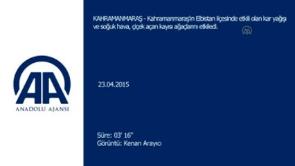 Kar Yağışı ve Soğuk Hava Kayısı Bahçelerini Etkiledi