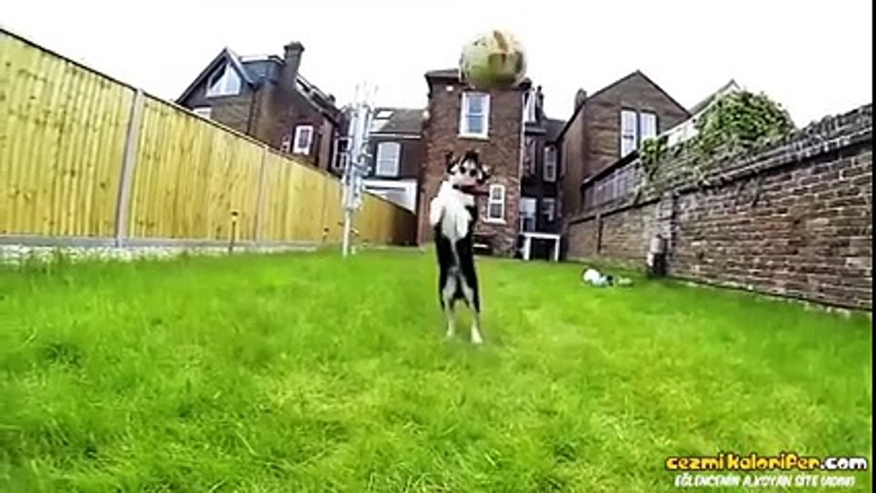 Şapşirik Köpekler