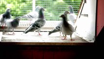 Eijerkamp Duiven (pigeons) film test