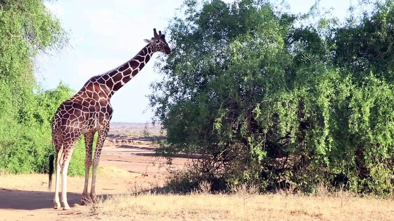 Netzgiraffen in kenia am rande des aussterbens
