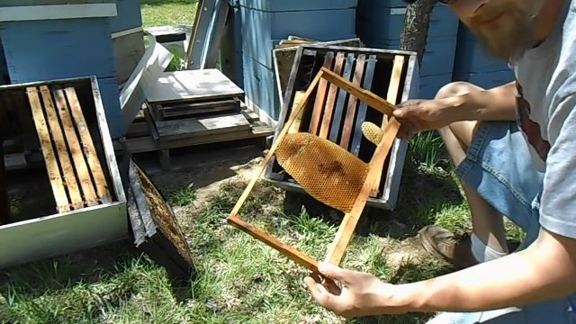Setting Up & Baiting Swarm Traps