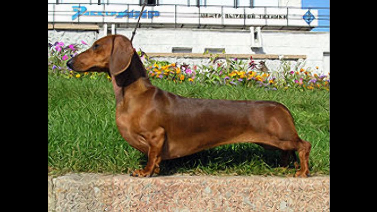 Teckel o perro Salchicha