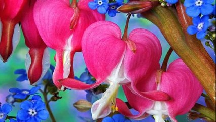 La Primavera - ( di Antonio Vivaldi )