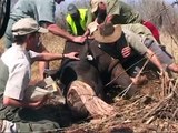 Zimbabue corta los cuernos de sus rinocerontes para protegerlos