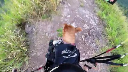 dog on tasty drive and enjoy with boy and see