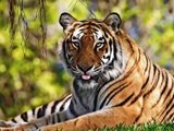 Tigers, tigers & more tigers