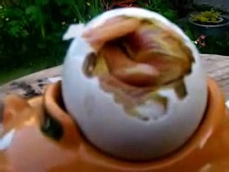 Baby duck hatches