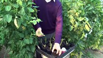 How to grow tomatoes كيفية زراعة الطماطم