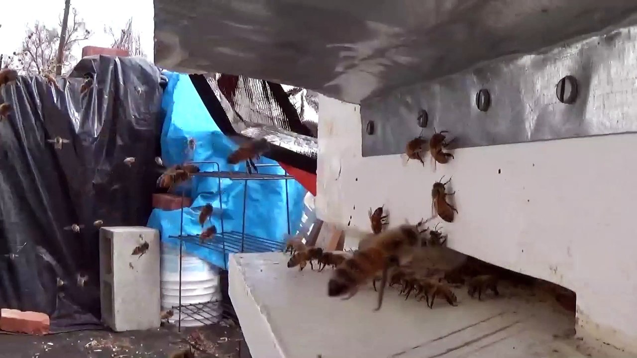 Banana Breath Bee Wary - Pampered Bees theOZer Style