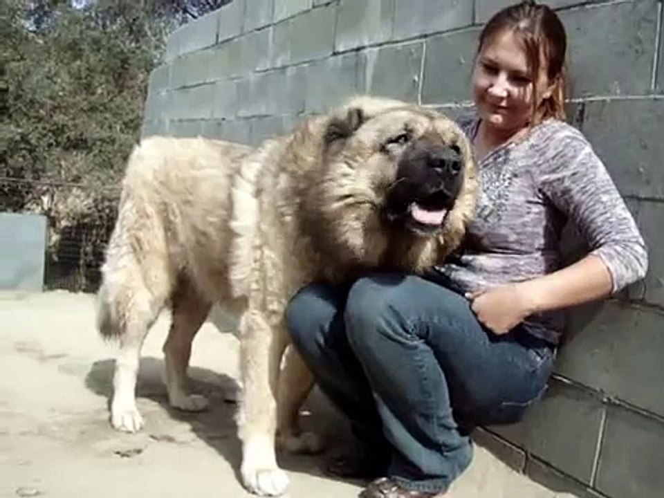 CAUTION! AGGRESSIVE and VICIOUS CAUCASIAN OVCHARKA