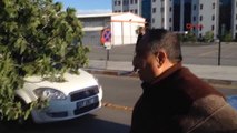 Antalya Hastane Önündeki İncir Ağacı, Otomobilin Üzerine Devrildi