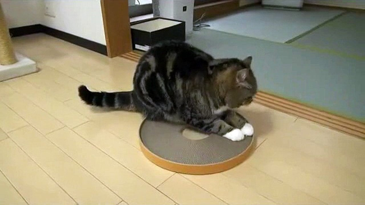 Maru The Cat Video