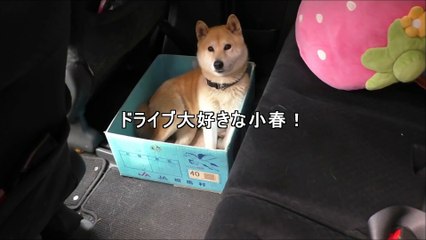 Un chien dans un carton de plus en plus petit