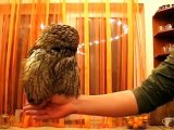 Feeding Tawny owl (Strix aluco)