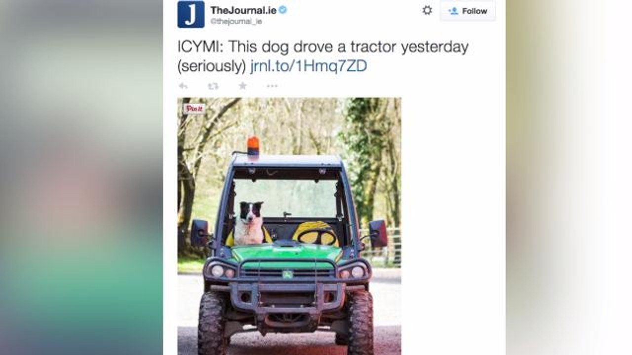 Fur real? Dog crashes tractor on Scottish highway