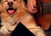 Doggy Rock Star Jams With His Owner