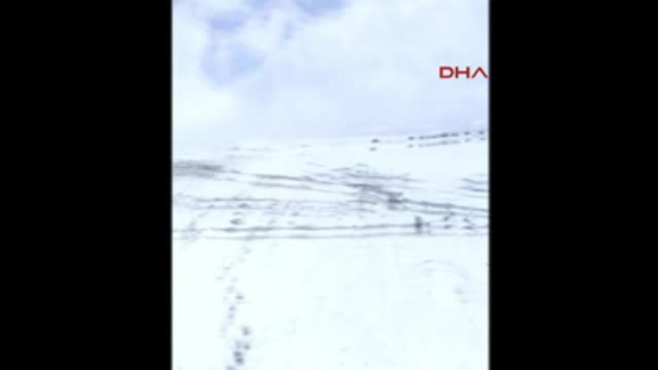 Ağrı'da Domuz Sürüsünün Küçükbaş Hayvanlara Zarar Vermesini Çobanlar Önledi