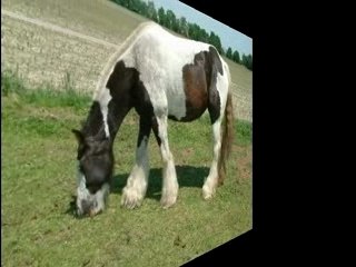 stolen from holland irishcob/tinker tess