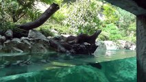 Parc animalier des Pyrénées d'Argelès-Gazost