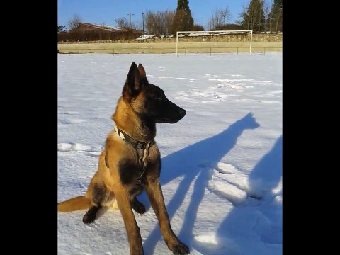 malinois 1 ans (dressage seul/sans club)