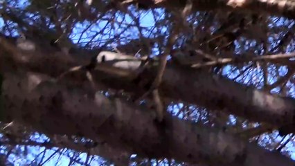 "Immobile Crow" Theatre Version Trailer