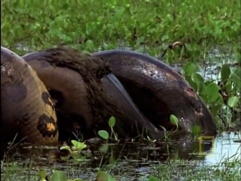 Anaconda Stalks World's Largest Rodent