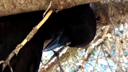 2015 Season: Episode 5 - Tongue In Cheek