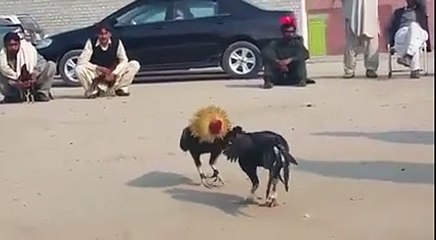 Mani Chauhan - Farooq Khan Sir k Keel Aur Unka JAwa