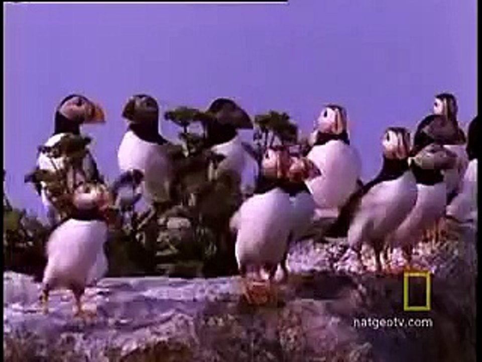 Nesting Puffin