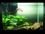 Fishtank Evolution: Planted Tank Aquascapes