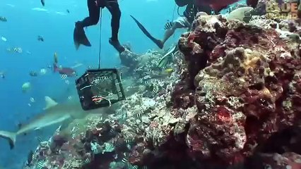 Jonathan Bird's Blue World: Shark Feeding Frenzies