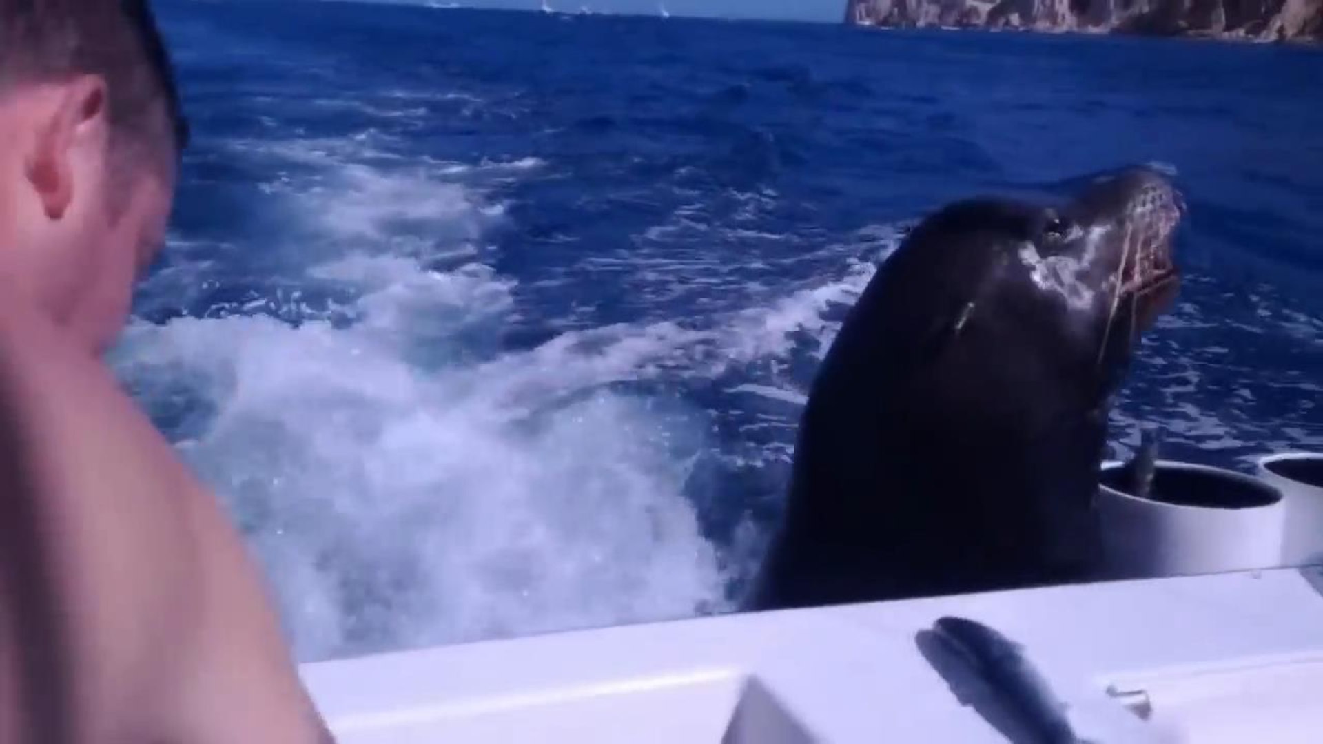 ⁣Морские львы в гостях