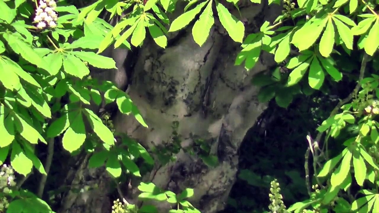 PRINTEMPS A CHAMPIGNY & BRY SUR MARNE