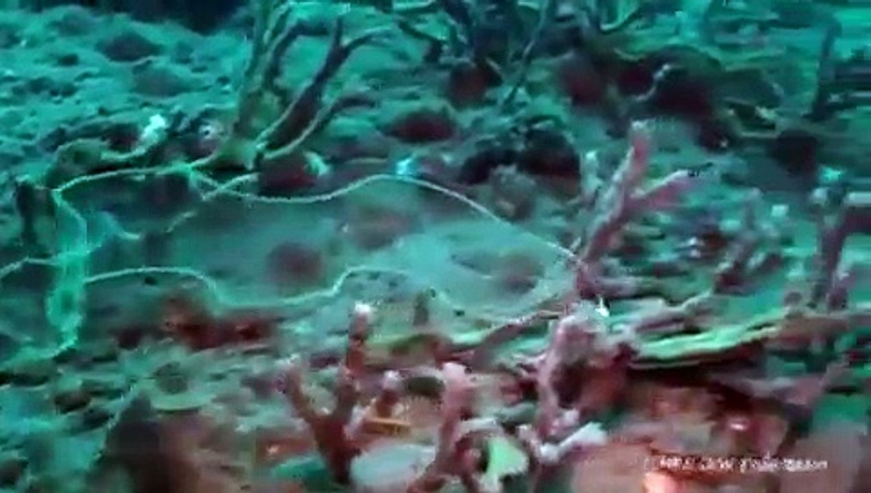 曾騰桂 - Transparent fish, have seen it !_x264