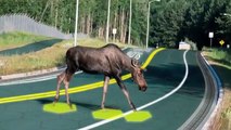 This Invention Will Change The World-solar freakin Roadways