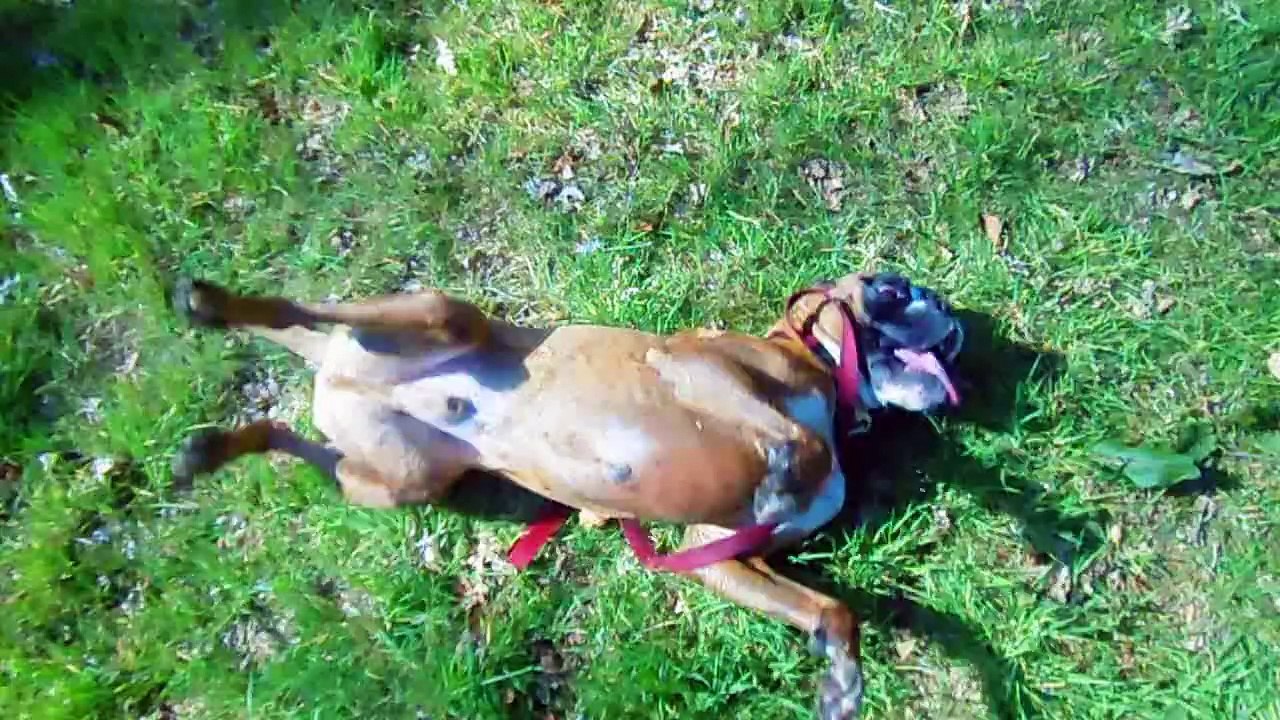 Zeppo's first ever walkie at Warnsborn